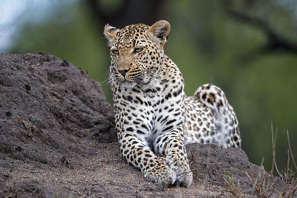 Leopard (Panthera pardus) lying on an anthill, Sabi Sands Game Reserve, Mpumalanga