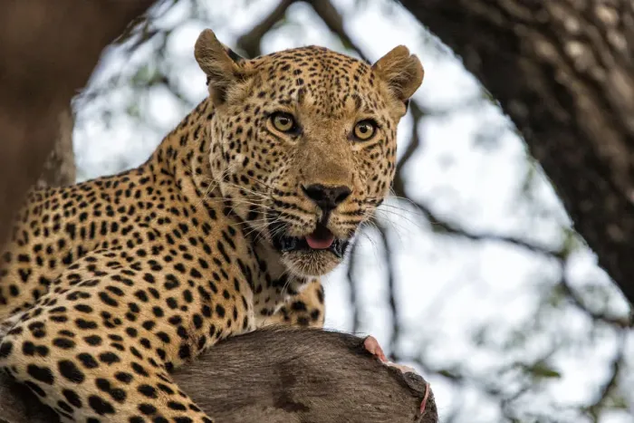 Framed Print : Leopard (Panthera pardus) lying in a tree eating a wartog, Sabi Sands Game Reserve Framed Print : Leopard (Panthera pardus) lying in a tree eating a wartog, Sabi Sands Game Reserve