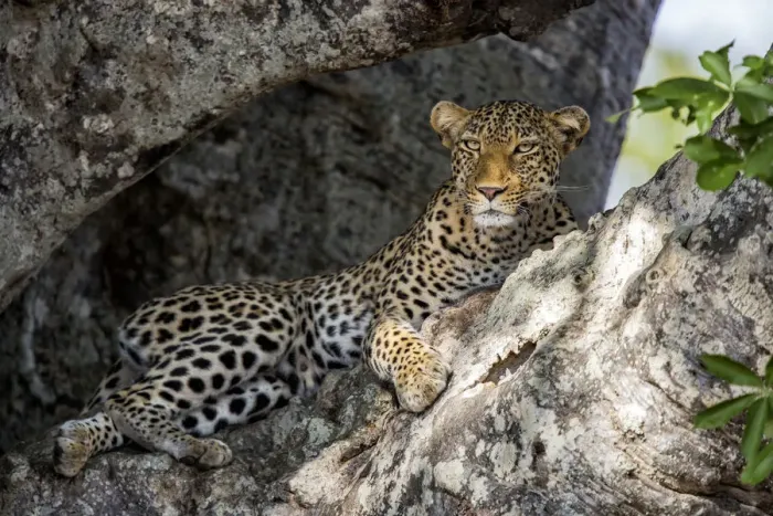 Framed Print : Leopard (Panthera pardus) male resting in a Baobab tree, Kruger National Park, Mpumalanga Framed Print : Leopard (Panthera pardus) male resting in a Baobab tree, Kruger National Park, Mpumalanga