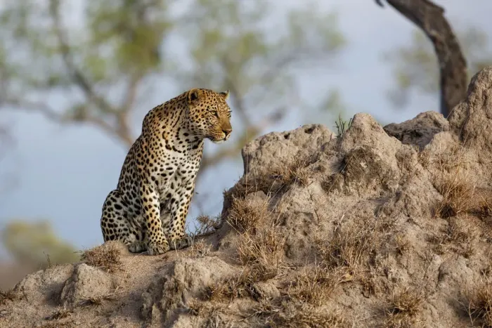 Framed Print : Leopard (Panthera pardus ) male sitting on a termite hill, Sabi Sands Game Reserve Framed Print : Leopard (Panthera pardus ) male sitting on a termite hill, Sabi Sands Game Reserve