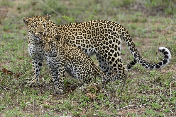 Leopard (Panthera pardus) mother licking cub, Londolozi, Sabi-sands Game Reserve