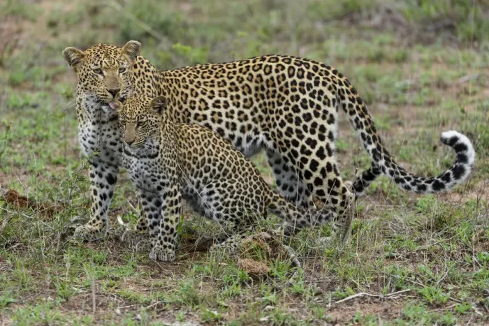 Framed Print : Leopard (Panthera pardus) mother licking cub, Londolozi, Sabi-sands Game Reserve Framed Print : Leopard (Panthera pardus) mother licking cub, Londolozi, Sabi-sands Game Reserve
