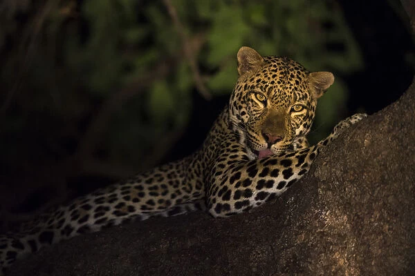 Leopard (Panthera pardus) at night lying in the tree at night