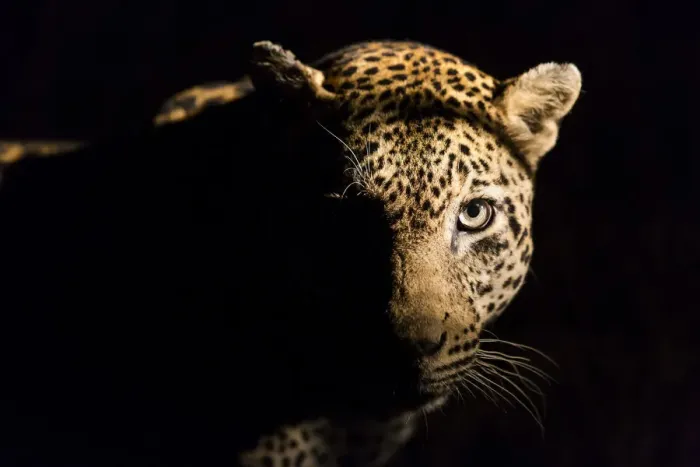 Framed Print : Leopard (Panthera pardus) portrait, Kruger National Park, Mpumalanga, South-Africa Framed Print : Leopard (Panthera pardus) portrait, Kruger National Park, Mpumalanga, South-Africa