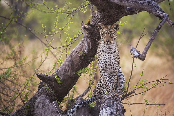 A leopard (Panthera pardus) posing on a log at sunrise, portrait, Khwai River, Botswana