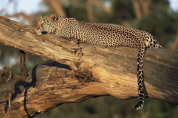 Leopard (Panthera pardus) relaxing on fallen trunk, Kenya