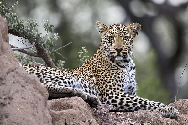 Leopard (Panthera pardus) resting on a rock and looking at the camera, Mpumalanga