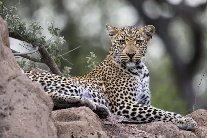 Framed Print : Leopard (Panthera pardus) resting on a rock and looking at the camera, Mpumalanga Framed Print : Leopard (Panthera pardus) resting on a rock and looking at the camera, Mpumalanga