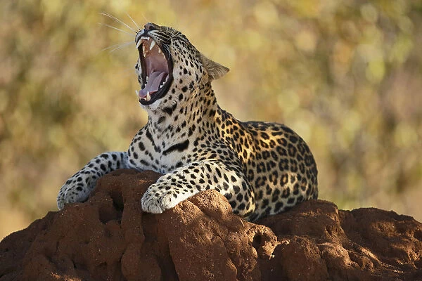 Leopard (Panthera pardus ) resting on a termite hill, yawning, Kruger National Park