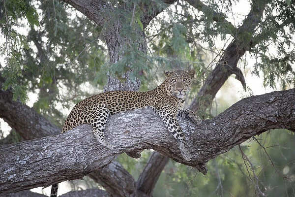 Leopard (Panthera pardus) resting on treebranch, Zambia, South Luangwa National Park