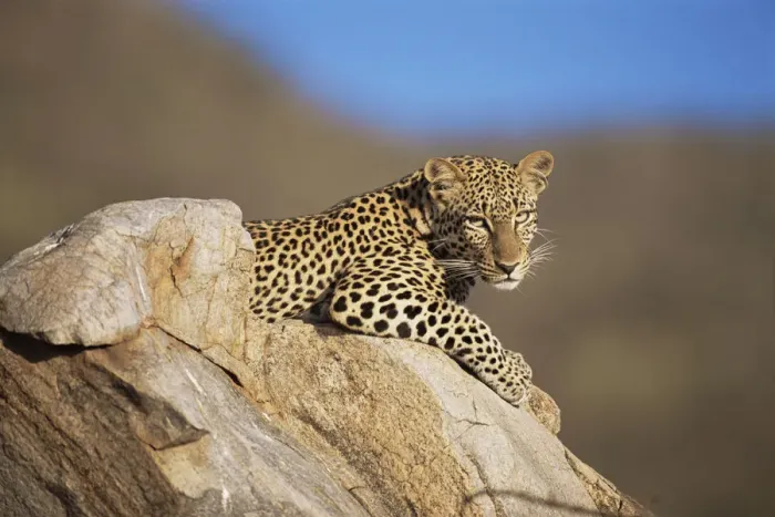 Framed Print : Leopard (Panthera pardus) restting on rock, Kenya, Samburu National Reserve Framed Print : Leopard (Panthera pardus) restting on rock, Kenya, Samburu National Reserve