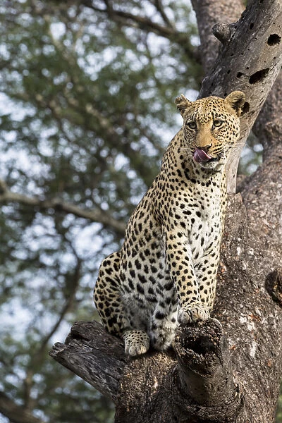 Leopard (Panthera pardus) sitting in a tree, Hoedspruit, Limpopo, South-Africa