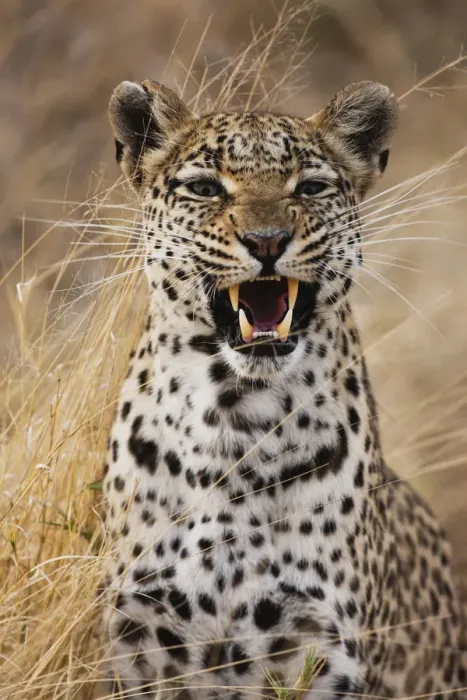 Framed Print : A leopard (Panthera pardus) snarling, portrait, Khwai River, Botswana, Botswana Framed Print : A leopard (Panthera pardus) snarling, portrait, Khwai River, Botswana, Botswana