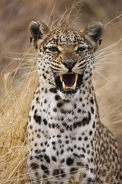 A leopard (Panthera pardus) snarling, portrait, Khwai River, Botswana, Botswana