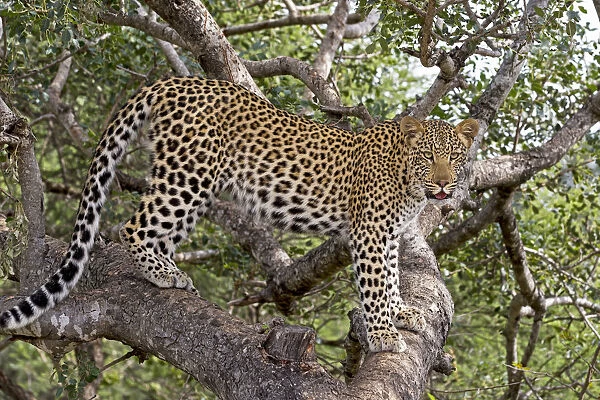 Leopard (Panthera pardus) standing on branches, Hoedspruit, Limpopo, South-Africa
