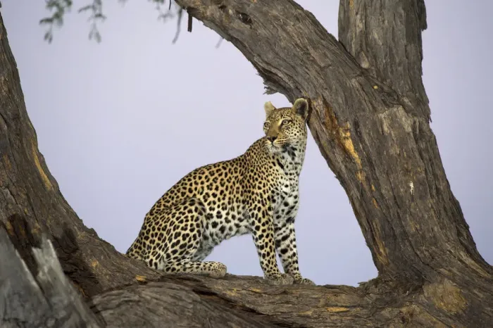Framed Print : Leopard (Panthera pardus) in a tree, Botswana, Moremi, Khwai Reserve Framed Print : Leopard (Panthera pardus) in a tree, Botswana, Moremi, Khwai Reserve