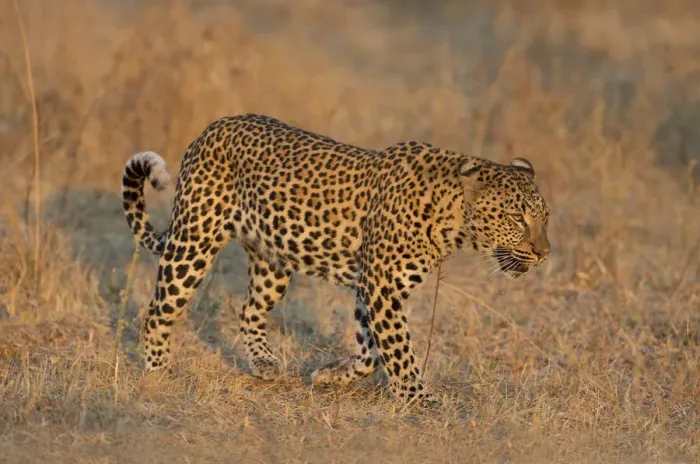 Framed Print : Leopard (Panthera pardus) walking, Zambia, South Luangwa National Park Framed Print : Leopard (Panthera pardus) walking, Zambia, South Luangwa National Park