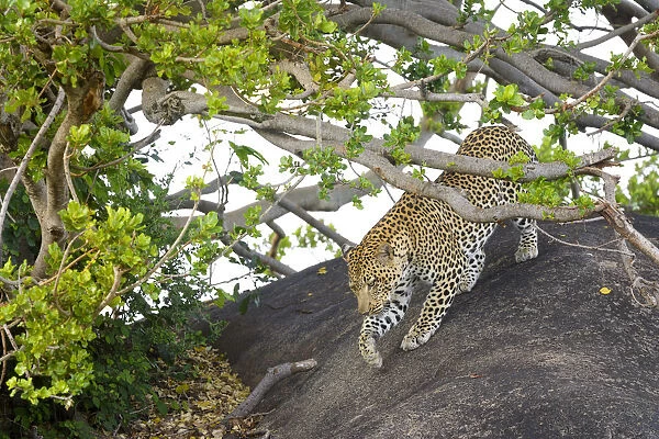 Leopard (Panthera pardus) walking over rock under acacia tree, hiding out of sight