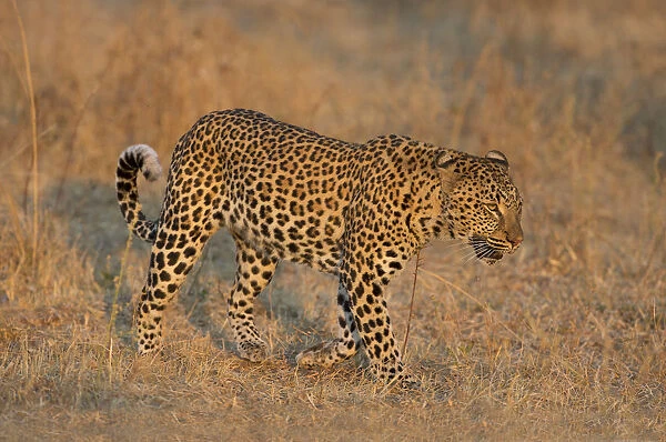 Leopard (Panthera pardus) walking, Zambia, South Luangwa National Park