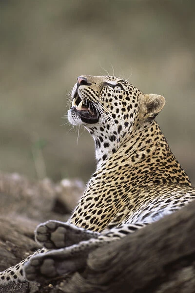 Leopard (Panthera pardus) watching bird in tree, Kenya, Buffalo Springs National Reserve