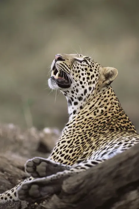 Framed Print : Leopard (Panthera pardus) watching bird in tree, Kenya, Buffalo Springs National Reserve