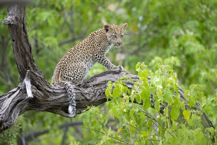 Framed Print : Leopard (Panthera pardus) young female sitting on a tree branch, Okavango Delta, Botswana Framed Print : Leopard (Panthera pardus) young female sitting on a tree branch, Okavango Delta, Botswana