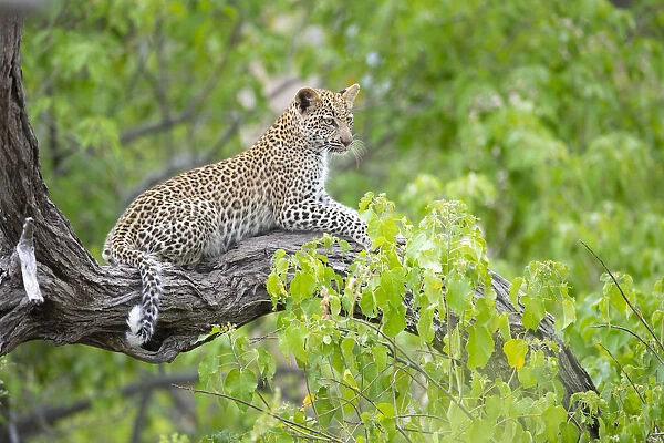 Leopard (Panthera pardus) young female on tree branch, Okavango Delta, Botswana