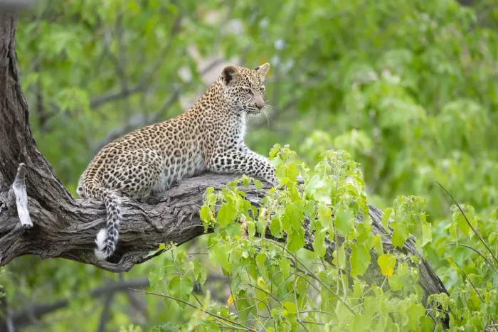 Framed Print : Leopard (Panthera pardus) young female on tree branch, Okavango Delta, Botswana Framed Print : Leopard (Panthera pardus) young female on tree branch, Okavango Delta, Botswana