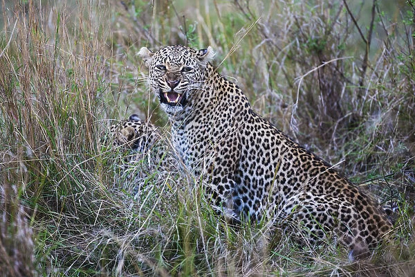 A leopard snarls while on a kill with its cubs, ( Panthera pardus ), Masai Mara, Kenya