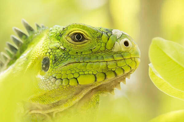 Lesser Antillean Iguana (Iguana delicatissima) close up, St. Eustatius, Caribbean Netherlands