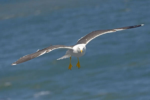 Lesser Black-backed Gull (Larus fuscus) Flying behind the ferry that goes from Texel to