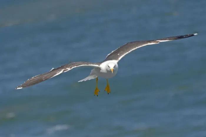Framed Print : Lesser Black-backed Gull (Larus fuscus) Flying behind the ferry that goes from Texel to Framed Print : Lesser Black-backed Gull (Larus fuscus) Flying behind the ferry that goes from Texel to