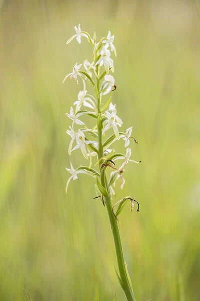 Lesser Butterfly-orchid (Platanthera bifolia) flowering in grassland, Koolmansdijk, Gelderland, The Netherlands
