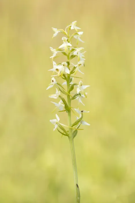 Framed Print : Lesser Butterfly-orchid (Platanthera bifolia) flowering in grassland, Koolmansdijk, Gelderland, The Netherlands Framed Print : Lesser Butterfly-orchid (Platanthera bifolia) flowering in grassland, Koolmansdijk, Gelderland, The Netherlands