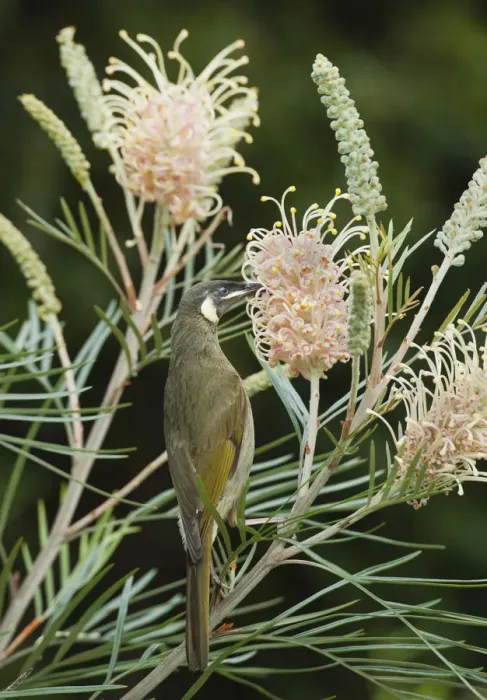 Framed Print : Lewins Honeyeater (Meliphaga lewinii) feeding on Grevillea (Grevillea sp) flower nectar Framed Print : Lewins Honeyeater (Meliphaga lewinii) feeding on Grevillea (Grevillea sp) flower nectar