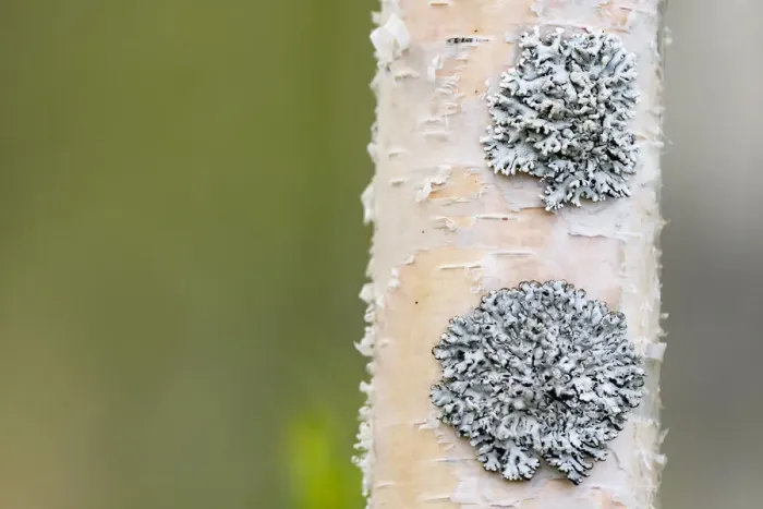 Framed Print : Lichen on Birch, Oulu, Finland Framed Print : Lichen on Birch, Oulu, Finland
