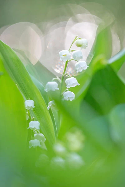 Lily of the valley (Convallaria majalis) blooming, Gooilust, Noord-Holland