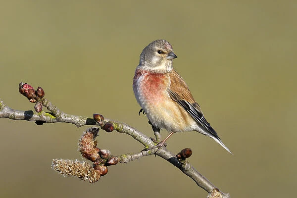 Linnet (Carduelis cannabina) perched on Cottonwood (Populus sp) branch, Noord-Holland
