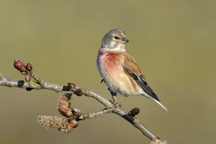 Framed Print : Linnet (Carduelis cannabina) perched on Cottonwood (Populus sp) branch, Noord-Holland Framed Print : Linnet (Carduelis cannabina) perched on Cottonwood (Populus sp) branch, Noord-Holland