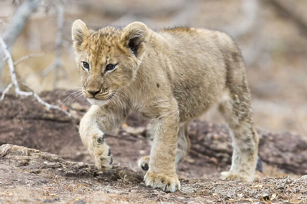 Lion cub (Panthera leo) walking, Kruger National Park, Mpumalanga, South Africa