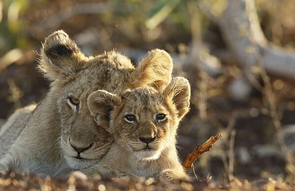 Lion (Panthera leo) adult and cub portrait, South Africa, Mpumalanga