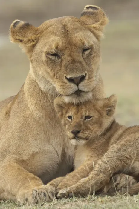 Framed Print : Lion (Panthera leo) cub providing a head rest for its mother, Ndutu Conservation Area Framed Print : Lion (Panthera leo) cub providing a head rest for its mother, Ndutu Conservation Area
