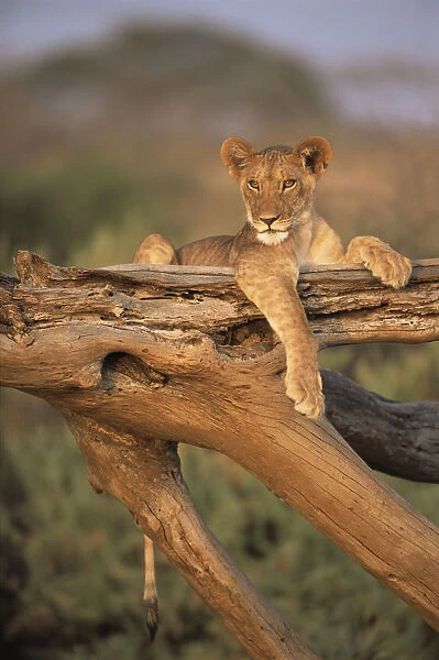 Lion (Panthera leo) cub resting on top of a fallen tree, Kenya, Samburu National Reserve