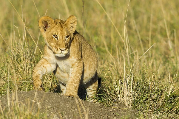 Lion (Panthera leo) cub walking, Kenya, Masai Mara National Reserve