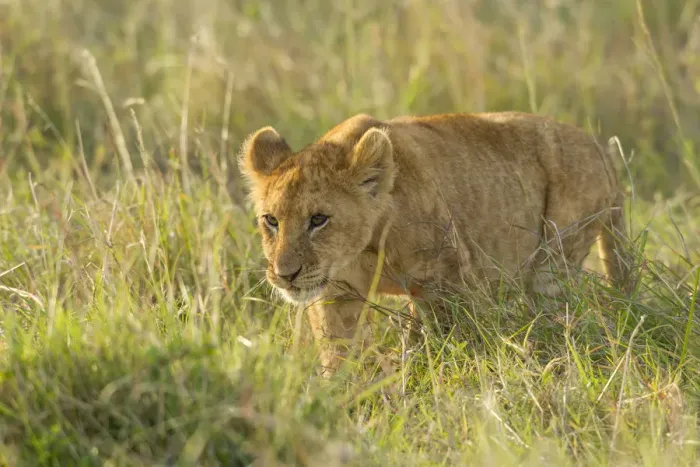 Framed Print : Lion (Panthera leo) cub walking in tall grass, Kenya, Masai Mara National Reserve Framed Print : Lion (Panthera leo) cub walking in tall grass, Kenya, Masai Mara National Reserve