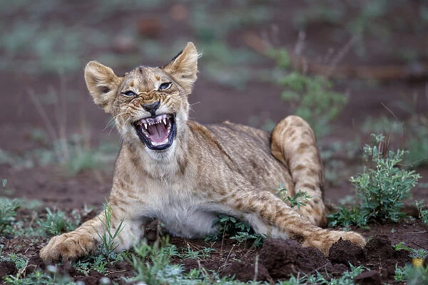 Lion (Panthera leo) cub yawning in Zimanga Game Reserve, Zimanga Game Reserve