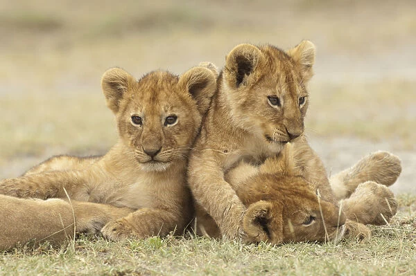 Lion (Panthera leo) cubs cuddling, Ngorongoro Conservation Area, Tanzania