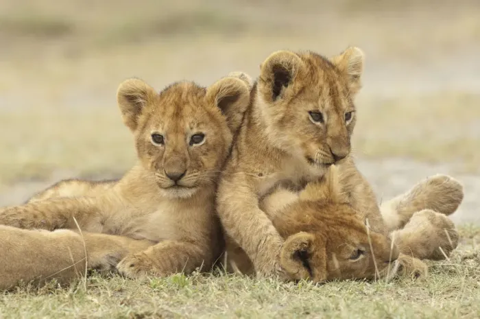 Framed Print : Lion (Panthera leo) cubs cuddling, Ngorongoro Conservation Area, Tanzania Framed Print : Lion (Panthera leo) cubs cuddling, Ngorongoro Conservation Area, Tanzania