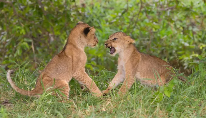 Framed Print : Two Lion (Panthera leo) cubs play-fighting, Tanzania, Morogoro, Selous Game Reserve Framed Print : Two Lion (Panthera leo) cubs play-fighting, Tanzania, Morogoro, Selous Game Reserve