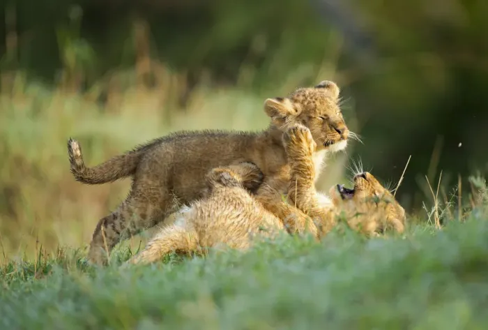Framed Print : Two lion (Panthera leo) cubs playing in green grass during early morning, Kenya Framed Print : Two lion (Panthera leo) cubs playing in green grass during early morning, Kenya